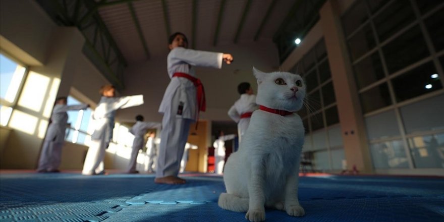 Sevimli kedi "Karate Cat" antrenmanların neşe kaynağı oldu