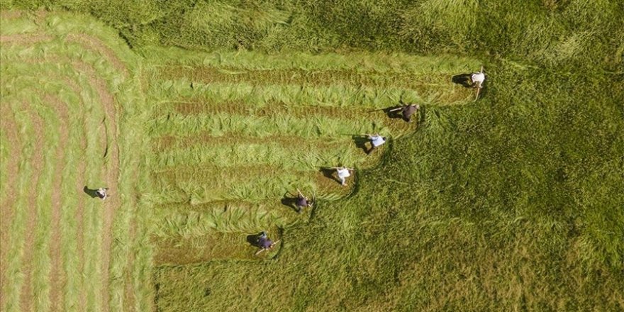 Tarım ve Orman Bakanlığı: 98,6 milyon liralık tarımsal destekleme ödemesi, çiftçilerin hesaplarına aktarıldı