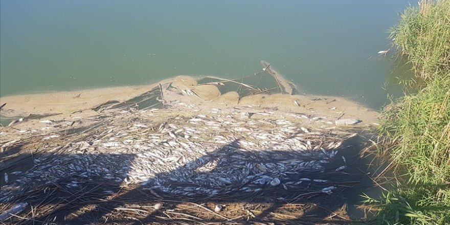 Gaziantep'te Karasu Çayı’nda balık ölümleri ve kötü koku üzerine inceleme başlatıldı