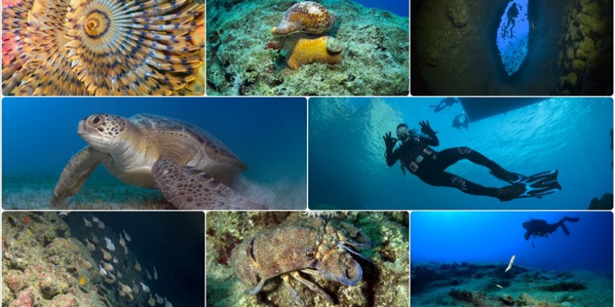 Antalya'da dalış turizminin gözdesi "Üç Adalar"ın su altı zenginlikleri görüntülendi