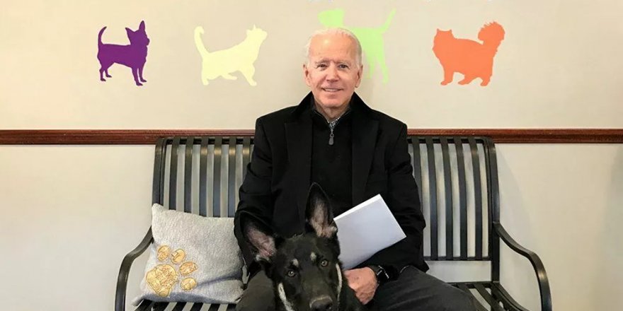 Biden çiftinin Beyaz Saray'da iki kişiyi ısıran köpeği Major, özel eğitim alacak