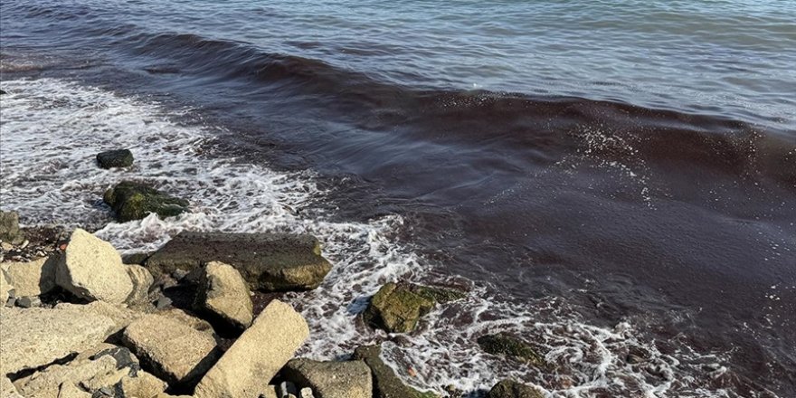 Tekirdağ'da lodos nedeniyle sahilde kırmızı yosun birikti