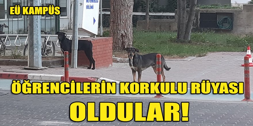 Ege Üniversitesi Kampüsünü başıboş köpekler sardı!