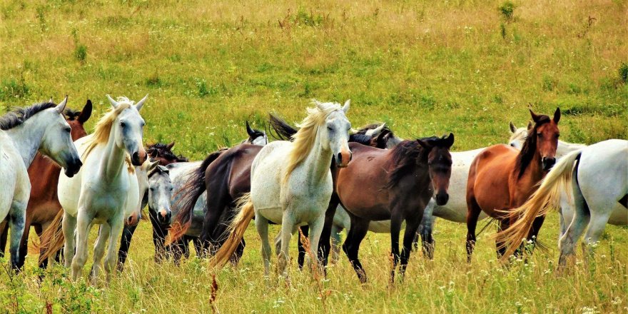 At sevgisi sebebiyle eşinden boşandı: 'Kocamdan daha çok seviyordum'