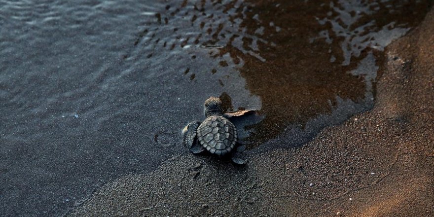 İztuzu Sahili'nde bu yıl yaklaşık 44 bin caretta caretta mavi sularla buluştu