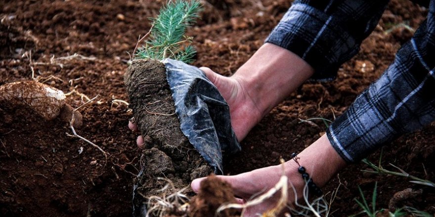 Milli Ağaçlandırma Günü insanlığa da doğaya da "nefes" olacak