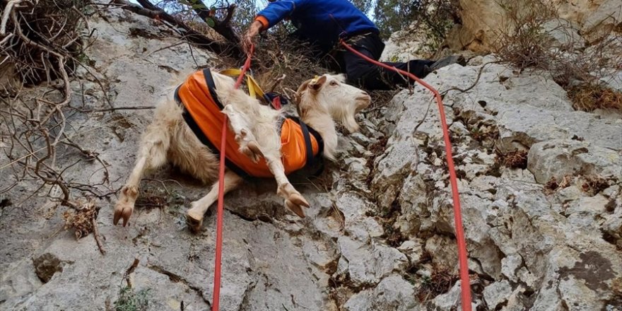 İzmir'de kayalıklarda mahsur kalan keçiyi AFAD ekipleri kurtardı