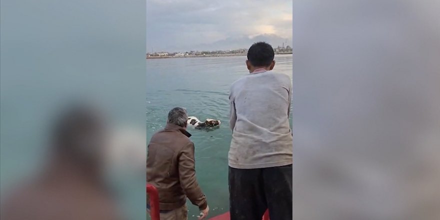 Kamyonete yüklenirken kaçıp Van Gölü'ne giren dana kurtarıldı