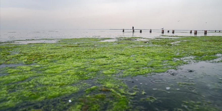 İzmir Körfezi'nde balık ölümlerinden sonra yosun kirliliği yaşanıyor