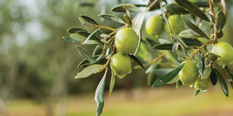 Kilis'te zeytin hırsızlığına karşı karadan ve havadan denetim