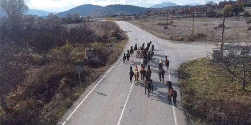 Isparta'da yılkı atları dronla görüntülendi