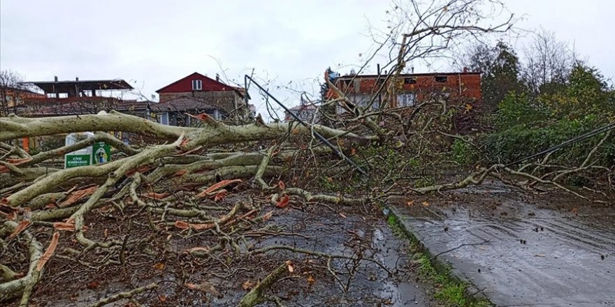 Samsun'da şiddetli rüzgarda 650 yıllık anıt ağaç devrildi