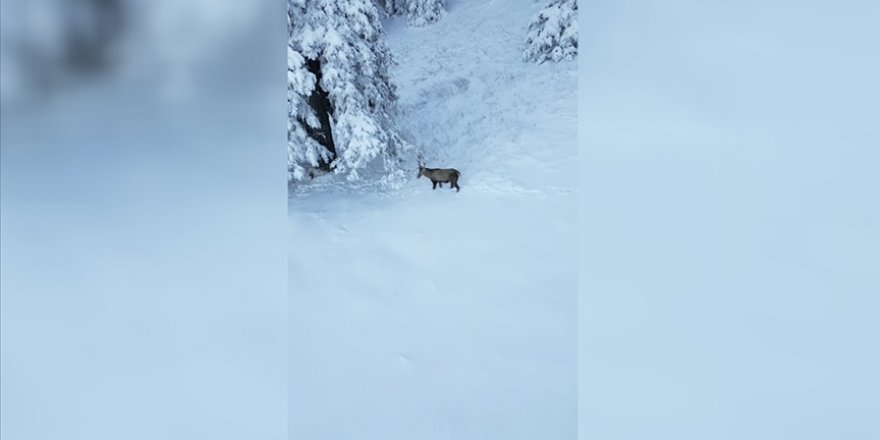 Ilgaz Dağı'nda beslenen kızılgeyik dronla görüntülendi