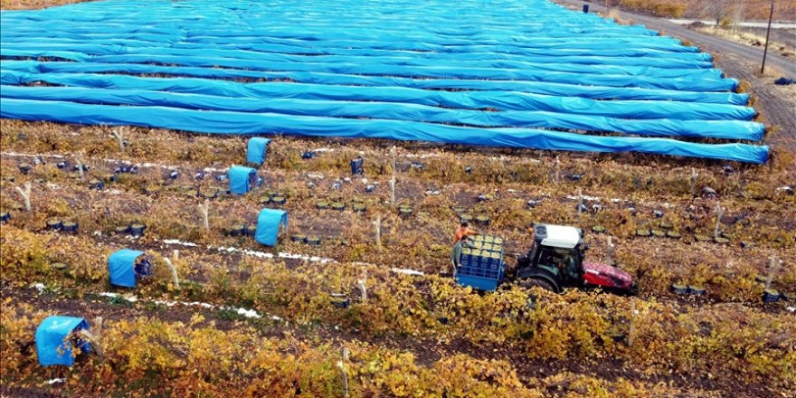 Çevresi karla kaplı ovada brandalar altında üzüm hasadı yapılıyor