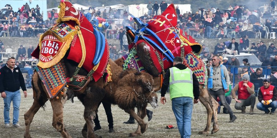 Buharkent'te deve güreşi şenliği yapıldı