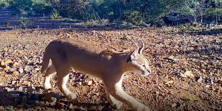 Muğla'da nesli tükenme tehlikesindeki karakulak fotokapanla görüntülendi