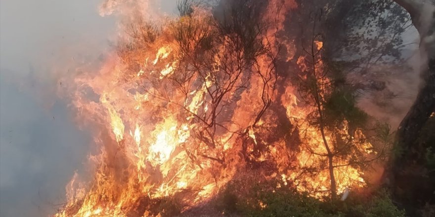 Aydın'da 10 dönümlük ağaçlık alan yangında zarar gördü