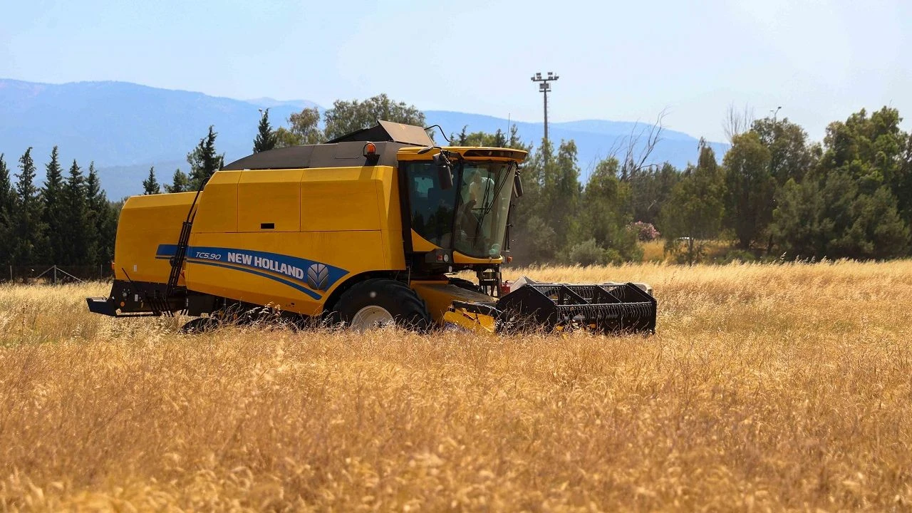 Buca’da ilk buğday hasadı!