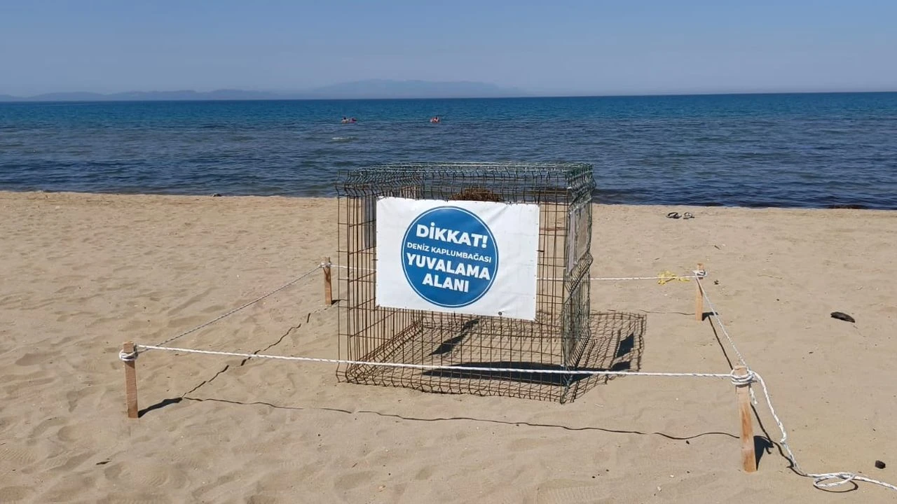 Pamucak Sahili’nde sürpriz misafir