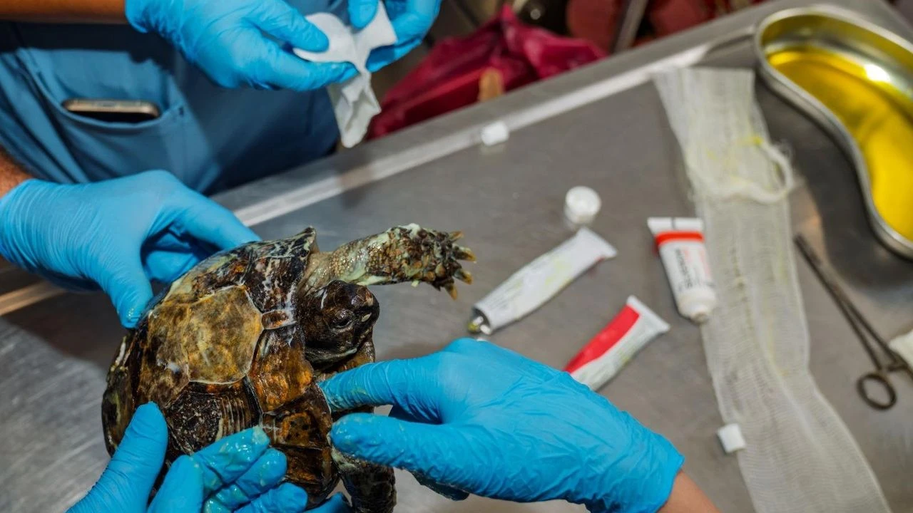 Yangından kurtarılan kaplumbağanın tedavisi sürüyor
