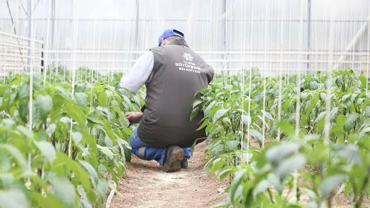 Aydın Büyükşehir’den tarım ve üreticilere destek!