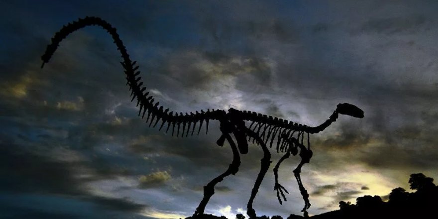 'T-Rex' dinozor türünün sanılandan oldukça yavaş yürüdüğü belirlendi