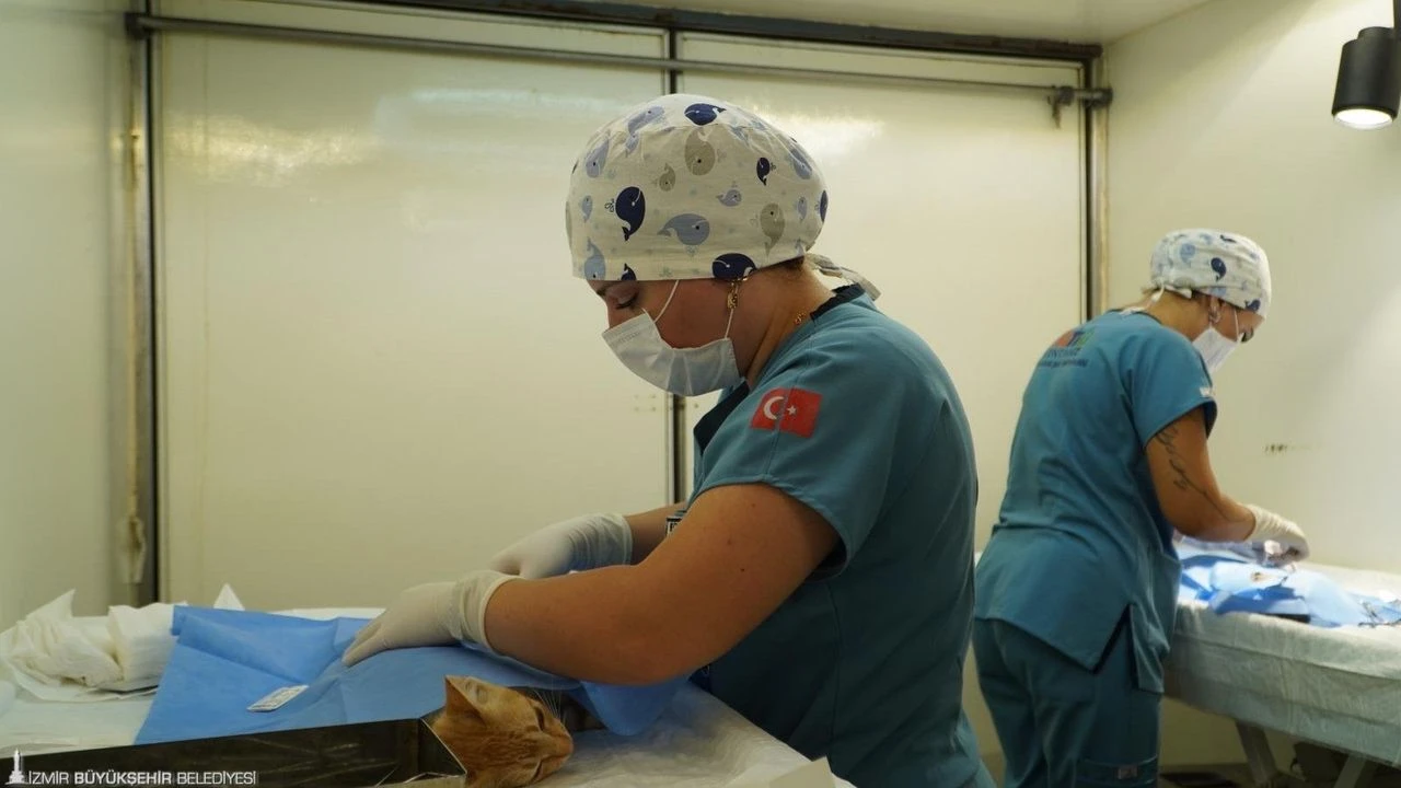 Büyükşehir'den kısırlaştırma seferberliği