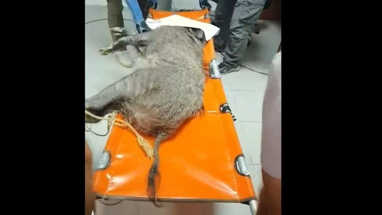 Silahla yaralanmıştı... Doğal Yaşam Parkı’nda sağlığına kavuştu