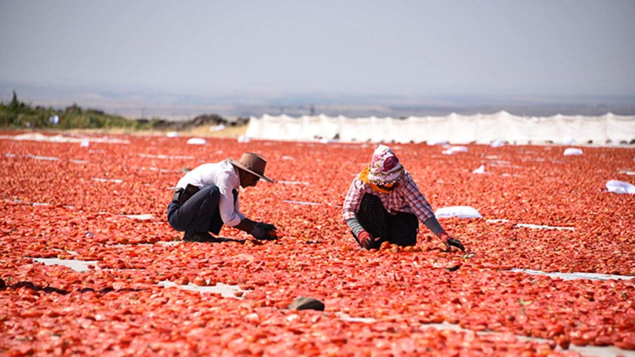 Kuraklık domates üretimini vurdu: Verim yüzde 20 azaldı