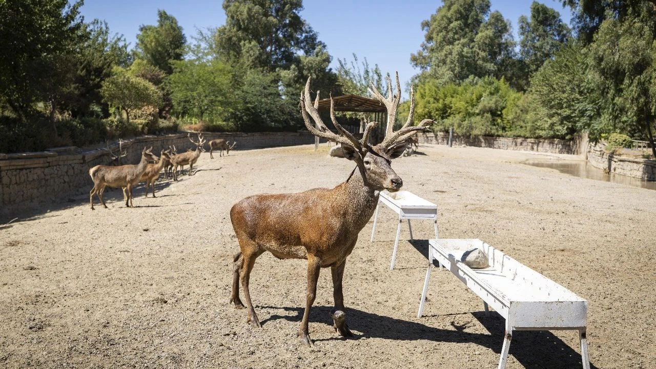 Paşa yeni yuvasında