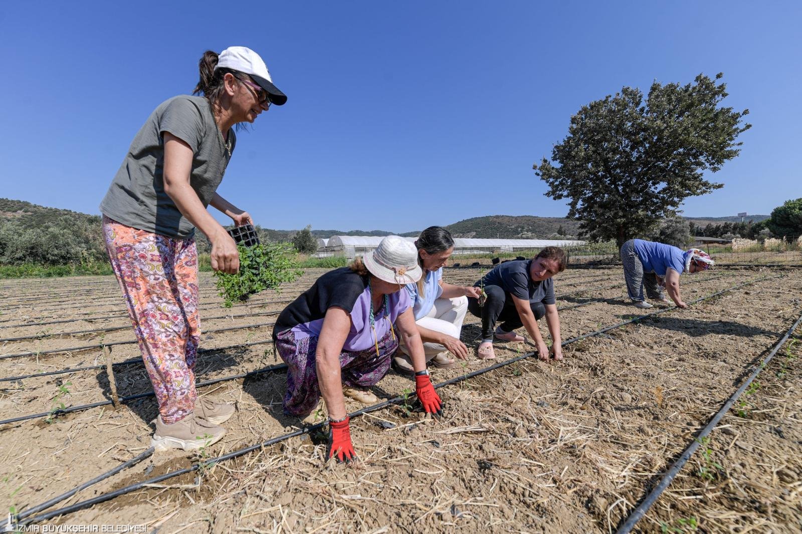 Büyükşehir’in fide desteği sıfır şekerli gazoza dönüştü
