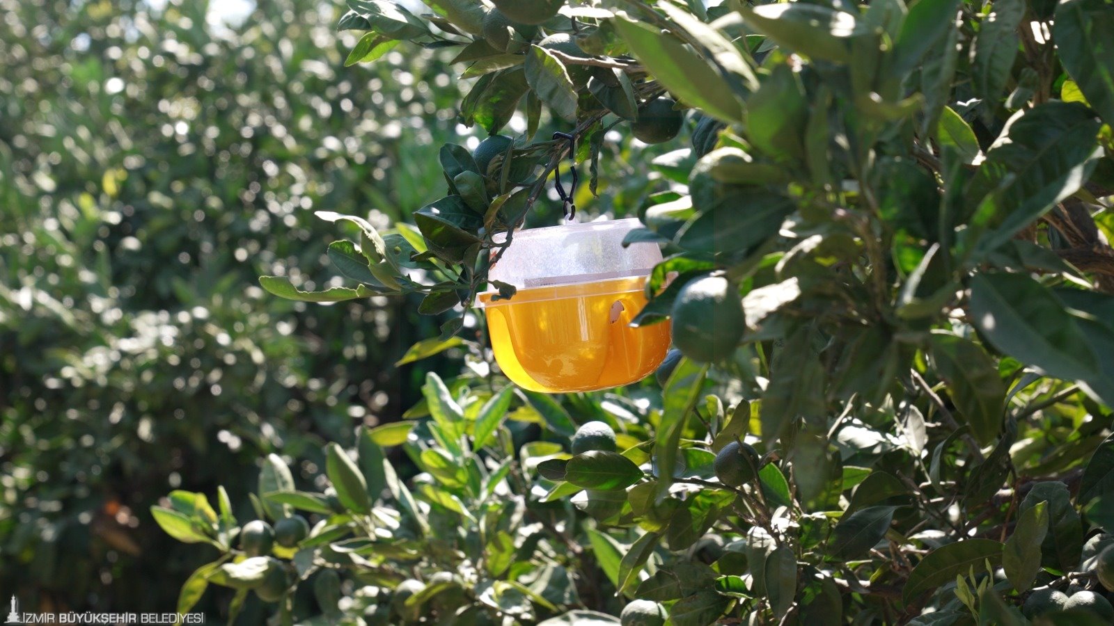 Büyükşehir’den üreticiye Akdeniz meyve sineği ile mücadele desteği