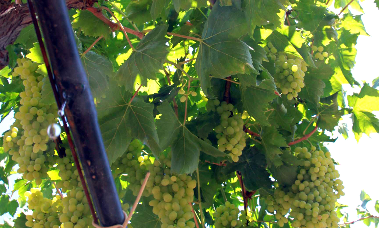 Sulamalarda digital çağ Küçük Menderes’te % 70 su tasarrufu sağladı