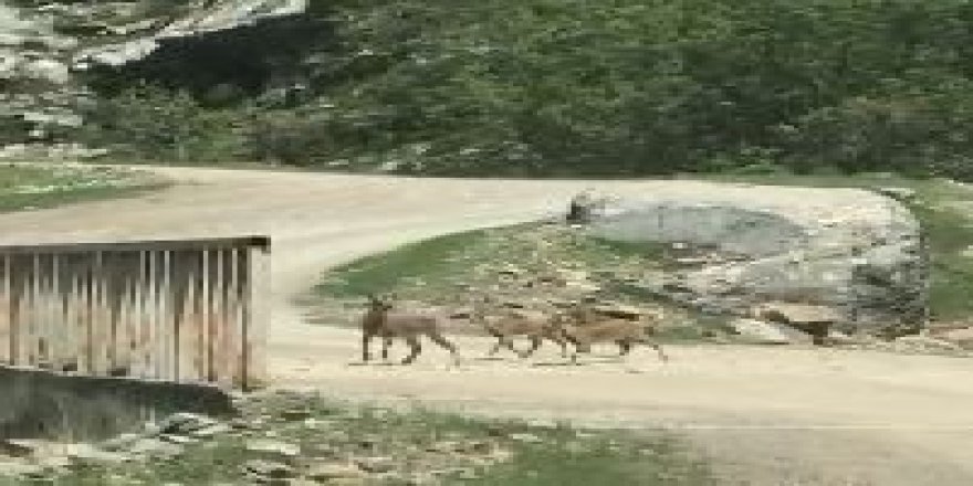 Şemdinli'de dağ keçileri görüntülendi