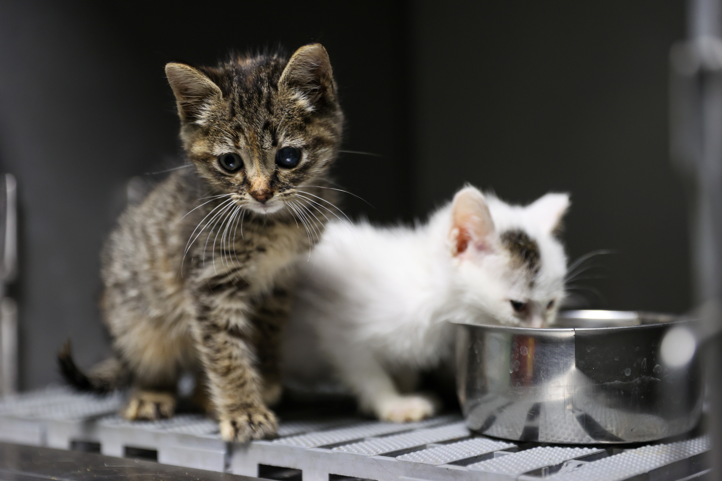 Buca’da 3 bin 54 sokak kedisi kısırlaştırıldı