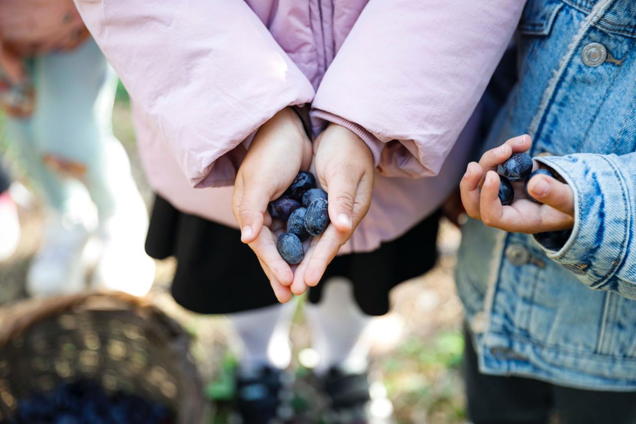 Seferihisar Belediyesi’nden örnek proje; Çocukların topladığı zeytinler sofralara bereket olacak