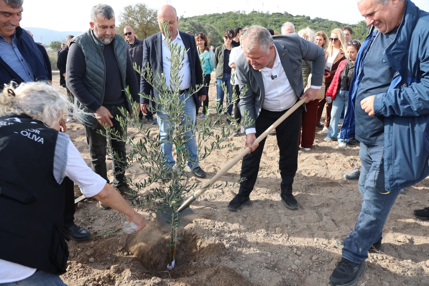 Atatürk’ün Vasiyeti Urla’da Hayata Geçti: Zeytin Koleksiyon Bahçesi’nde İlk Fidan Dikimi