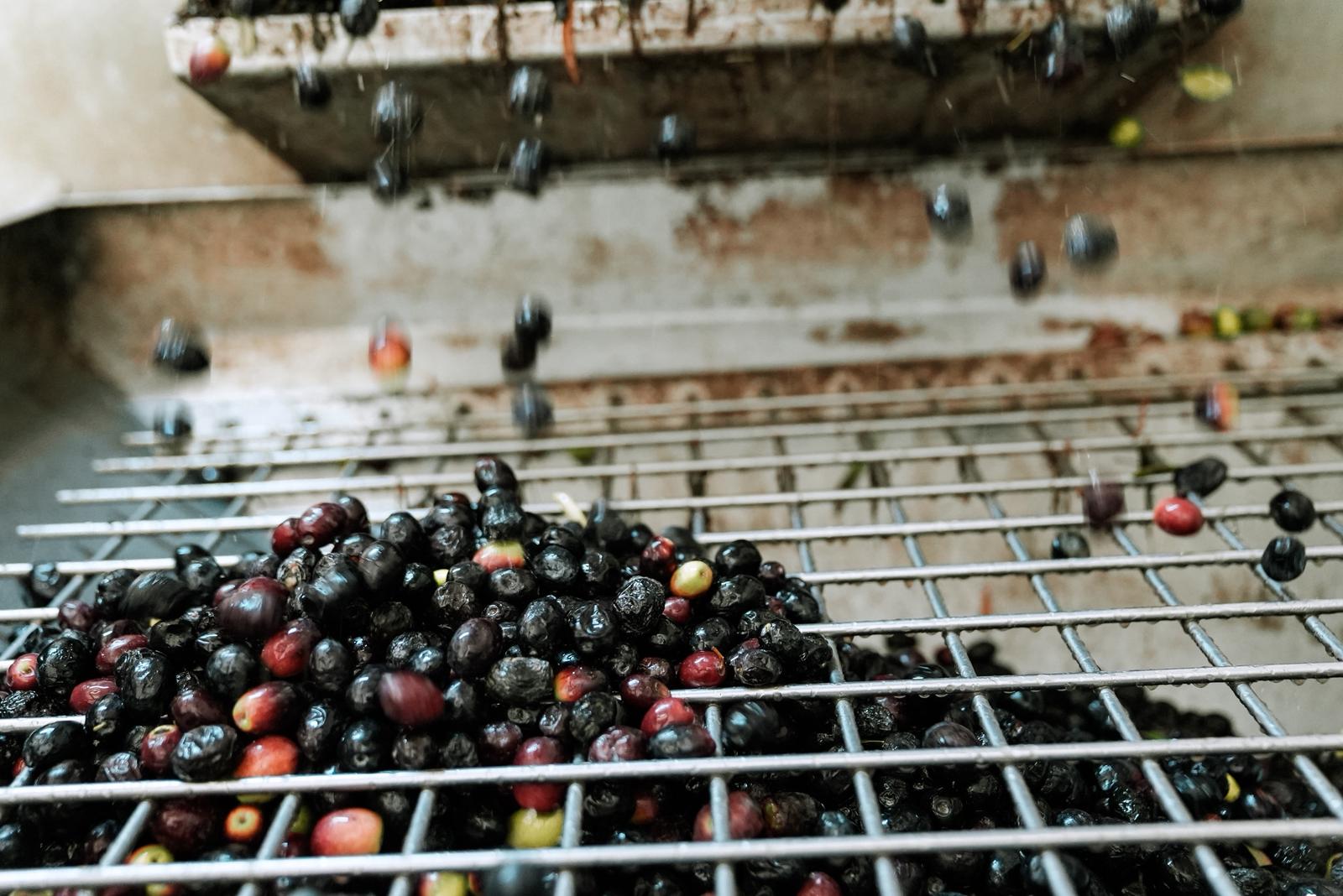 Seferihisar Belediyesi Zeytinyağı Fabrikası üreticiye can olmaya devam ediyor