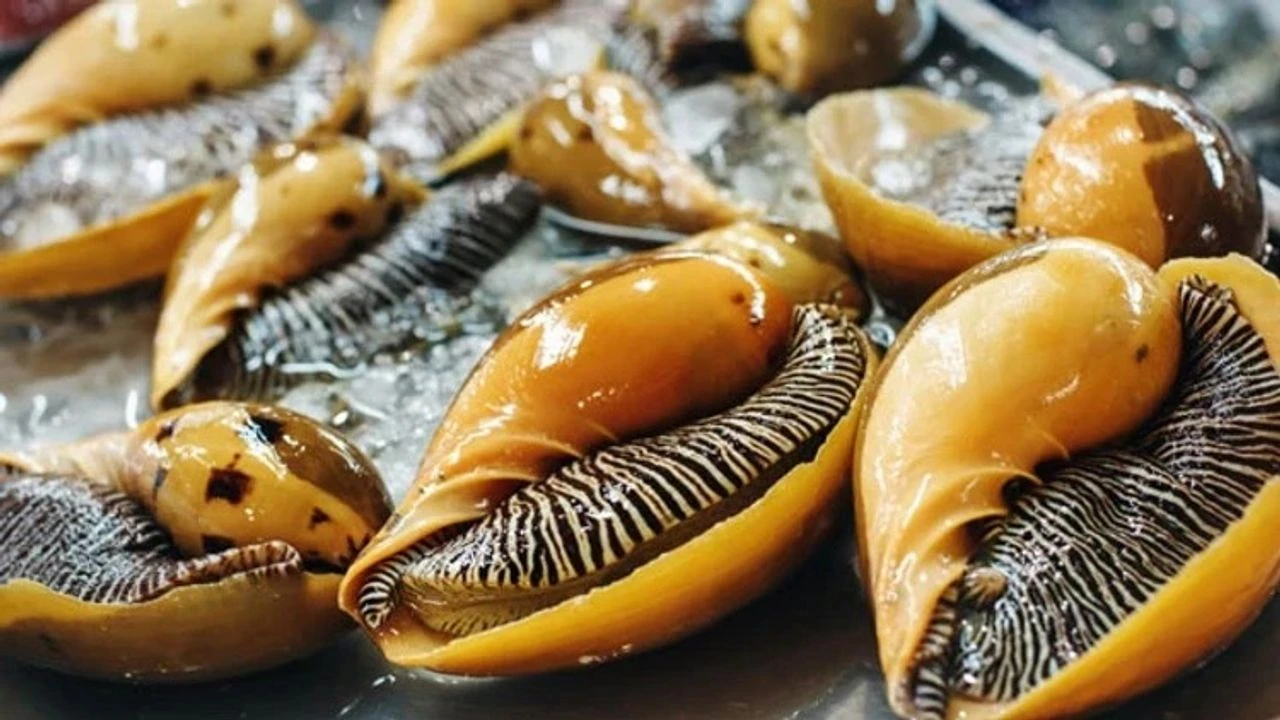 Çinliler İzmir’de deniz salyangozu üretecek!