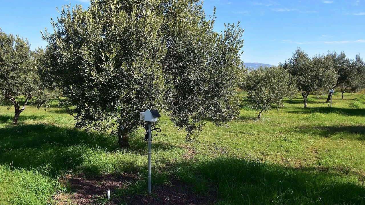 Tarım alarm veriyor: Çözüm yağmurda!