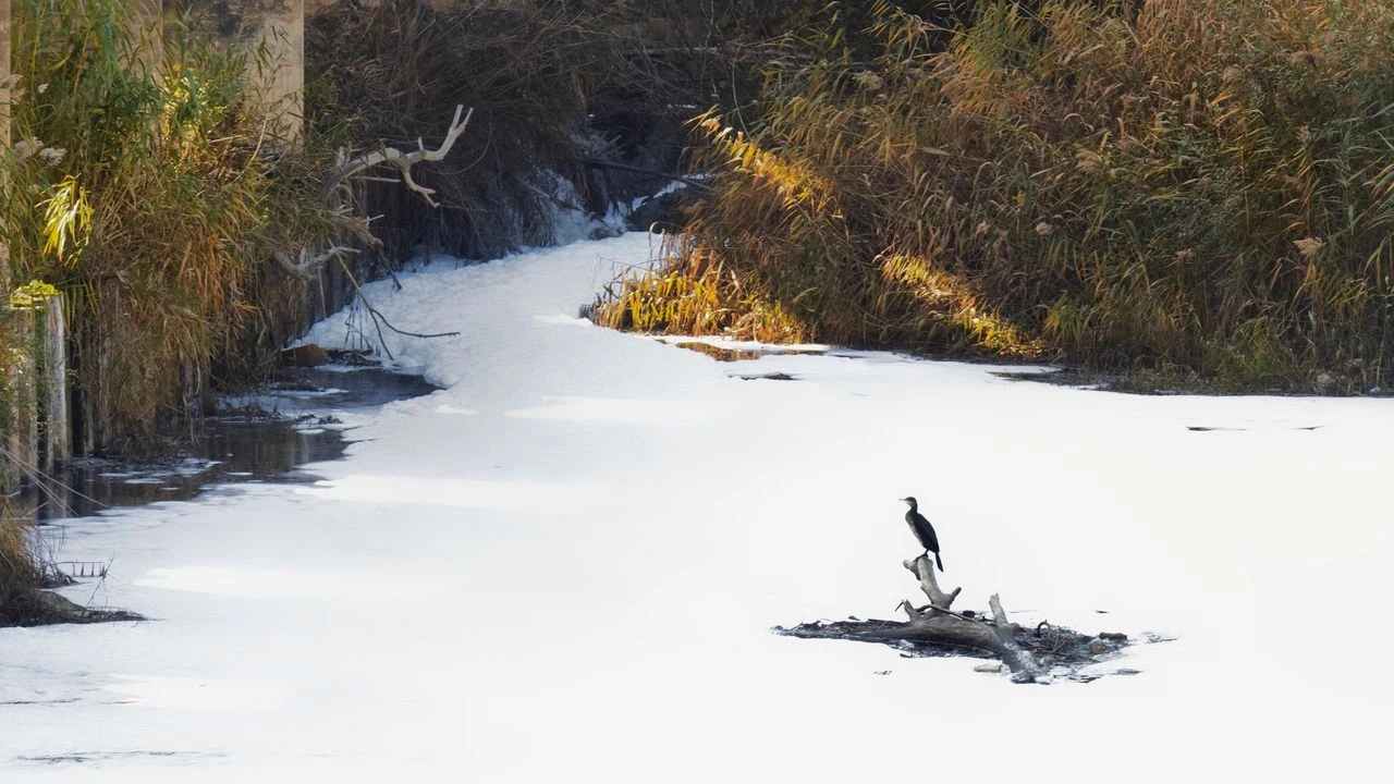 Gediz’in pis suyu tarımda kullanılıyordu... Başkandan savunma geldi: Çaresizlikten!