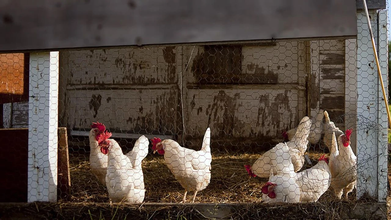 Deniz manzaralı tavuk kümesi icralık!