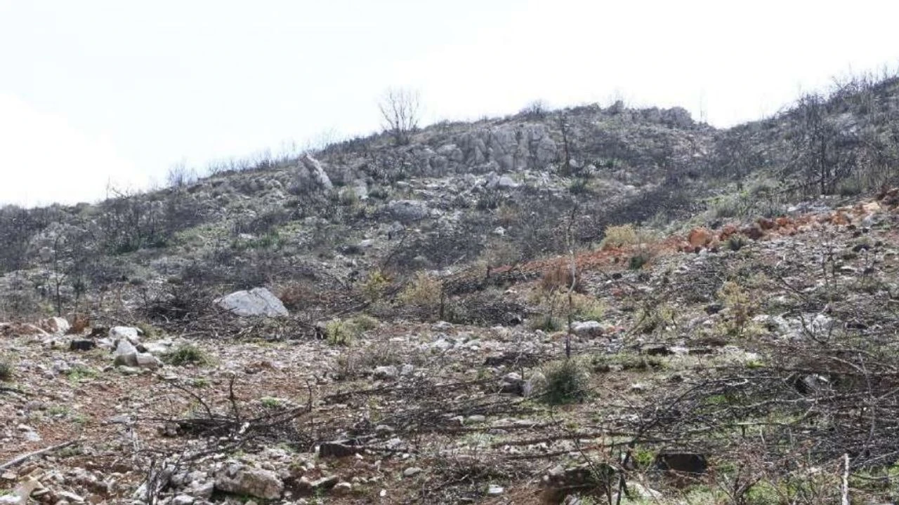 Yanan ormanın sınırlarında… Sabancı’nın RES’i yeniden masada!