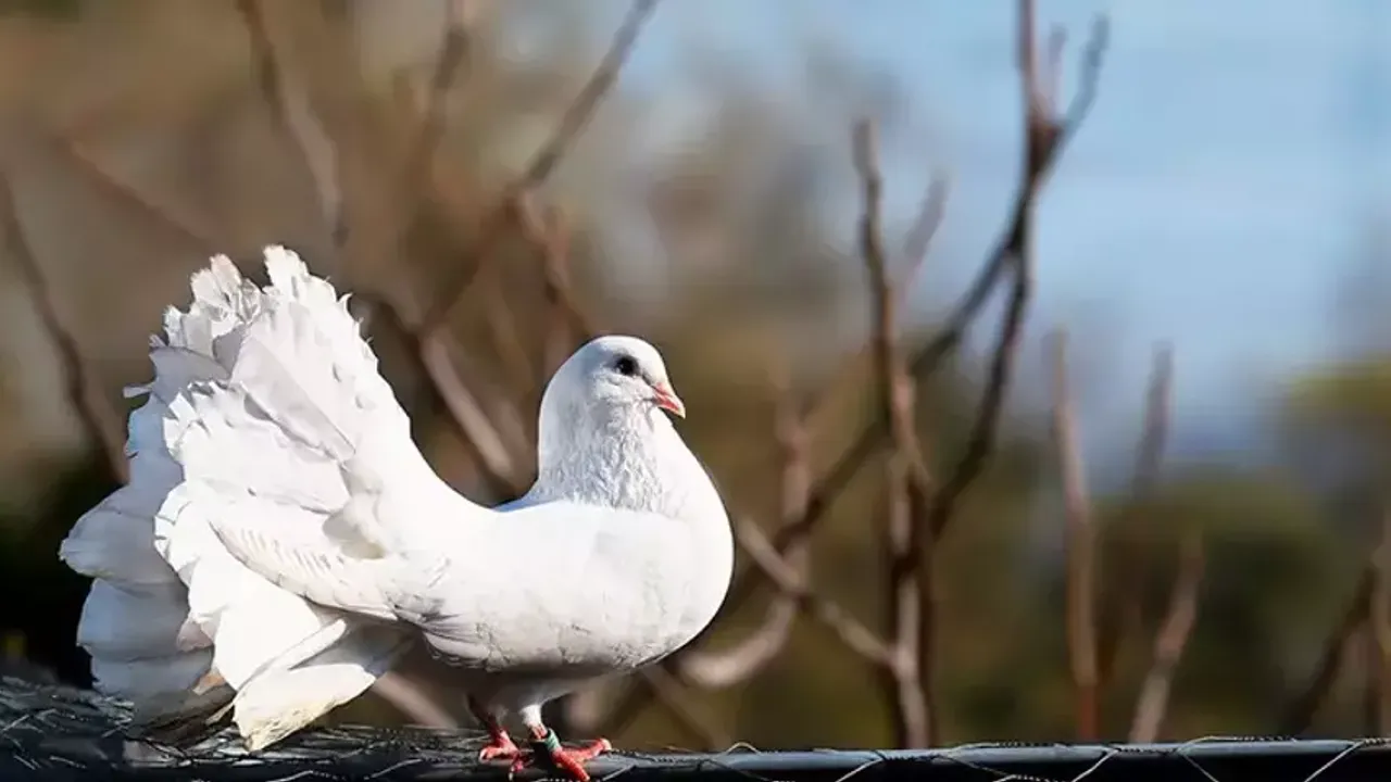 İzmirlinin de sevdası güvercinler… ‘Fabrikatöründen it uğursuzuna kadar birçok kişi besliyor’