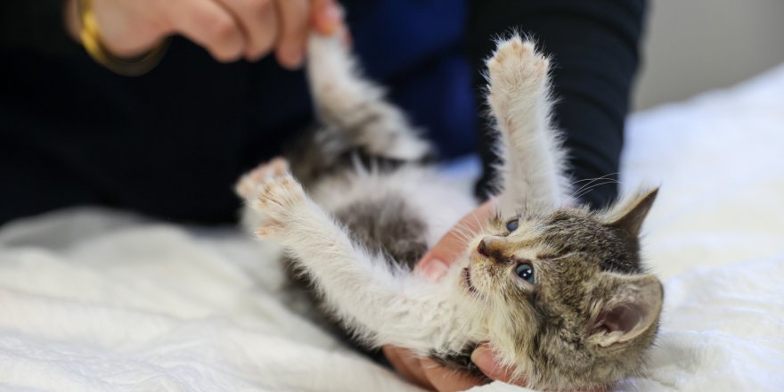 Yaşama ihtimali ‘sıfır’ olan Zero hayata tutundu