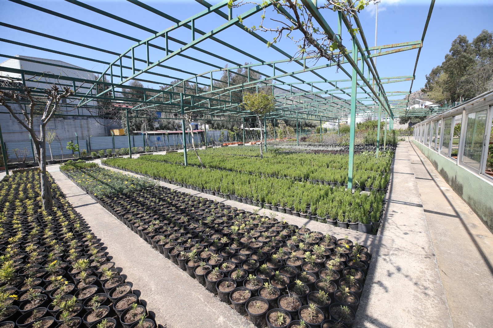 Karşıyaka Belediyesi üretiyor, parklar çiçek açıyor