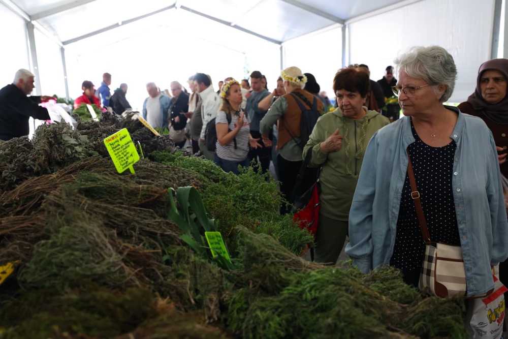 Alaçatı Ot Festivali’nde yoğun cumartesi
