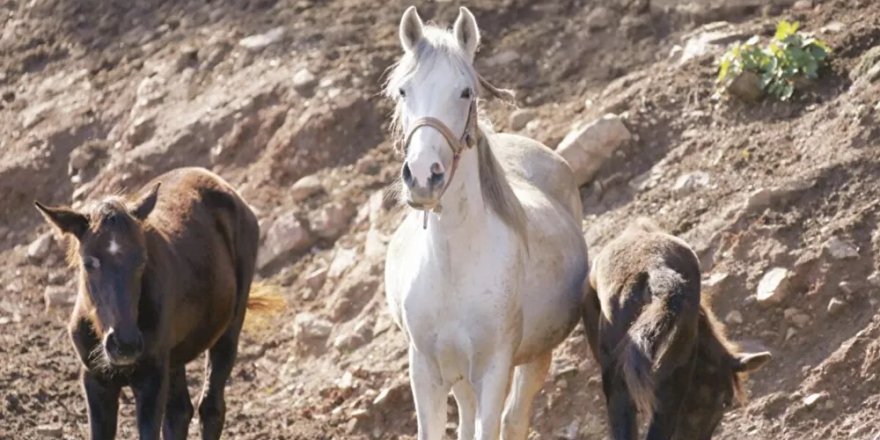 Kayıp atlarla ilgili yeni iddia: 15'inin çipi Dörtyol'da at çiftliğinde, kalanlarınki Yüreğir'de bir evde çıkarıldı