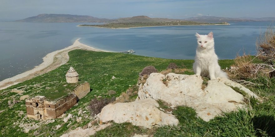 Astronot Rubins’e hediye edilecek Van kedisi Çarpanak Adası’nda podyuma çıktı