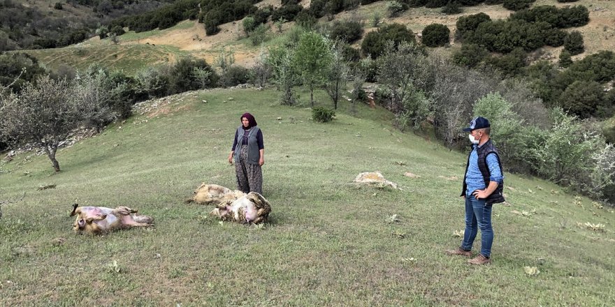 Uşak'ta merada otlayan 80 koyun ansızın telef oldu
